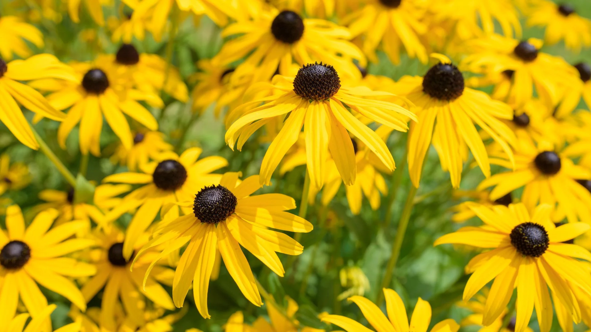 Native Plants Are a Reliable Choice for Your Landscape Beds!