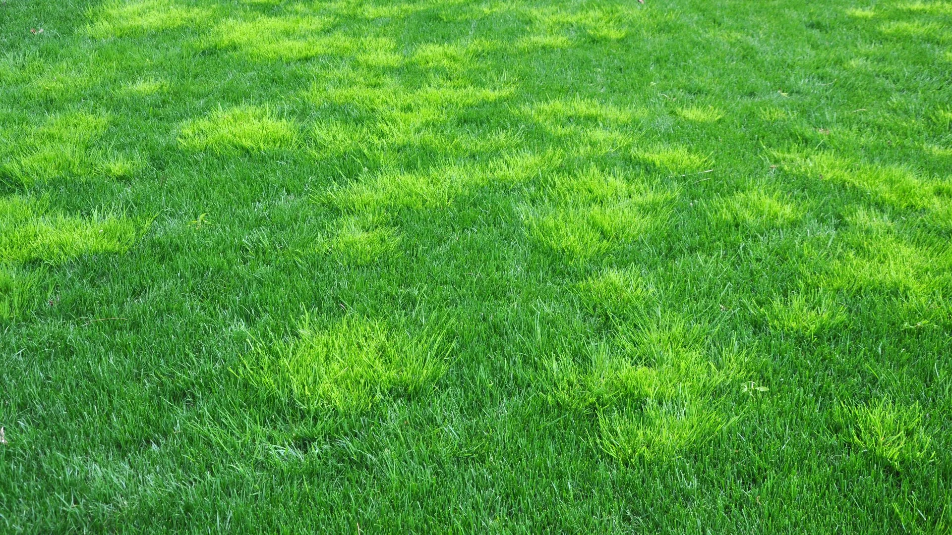 Keep Weeds off Your Lawn With These Treatments