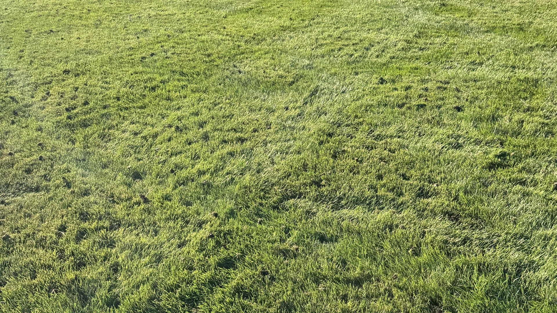 Core Aeration vs Liquid Aeration: Which Should You Choose?