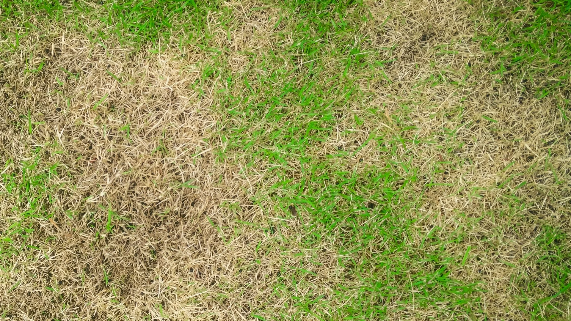What Can Happen to Your Lawn When the Soil Is Compacted
