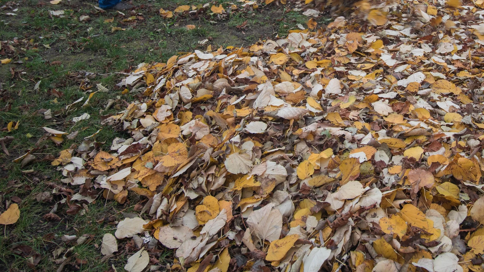 Pros & Cons of Leaf Removal Options