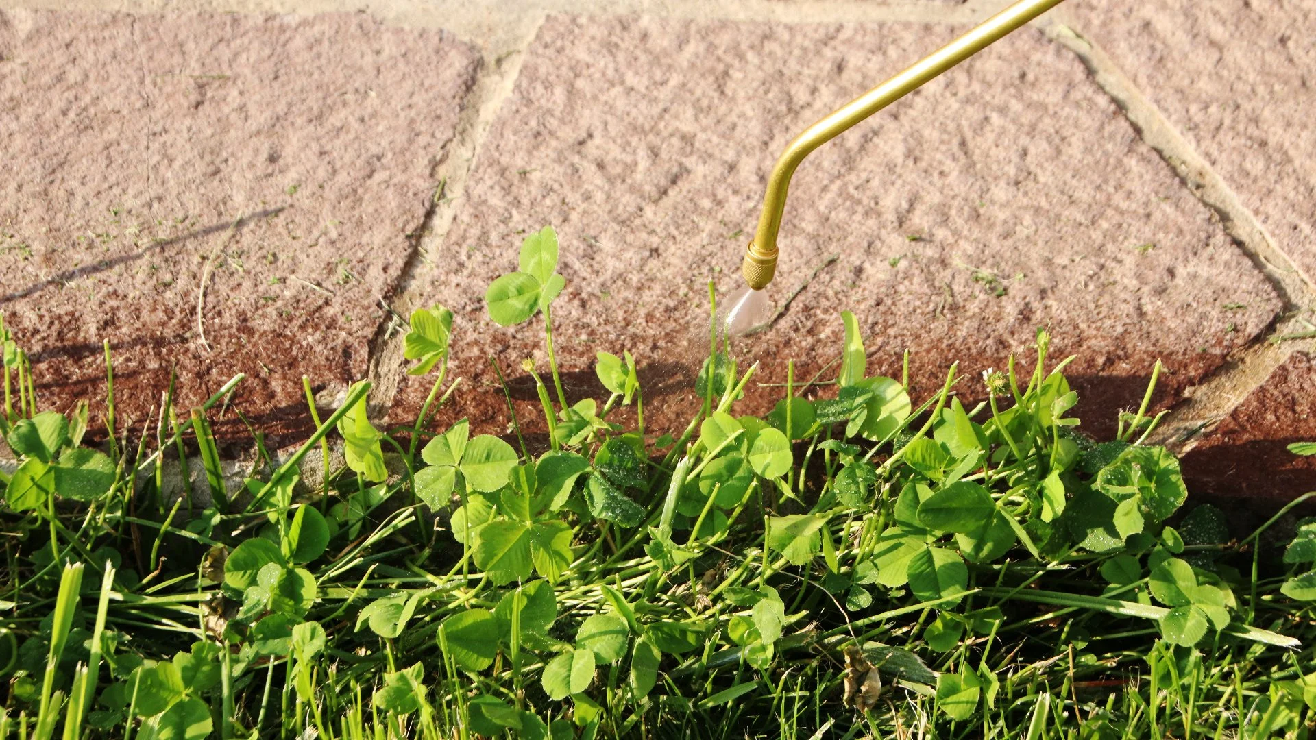 Does Post-Emergent Weed Control Take Long to Work?