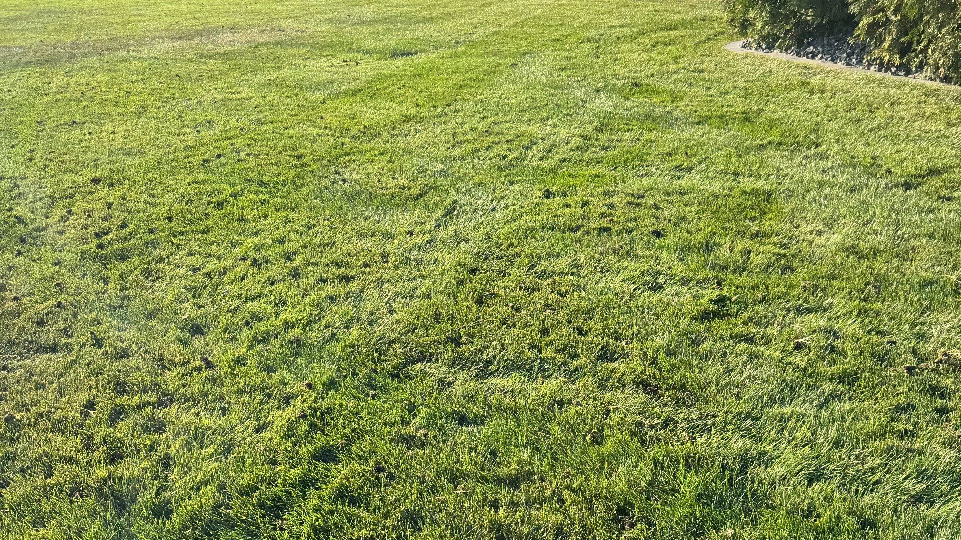 Aeration & Overseeding: Two Essential Services for the Fall