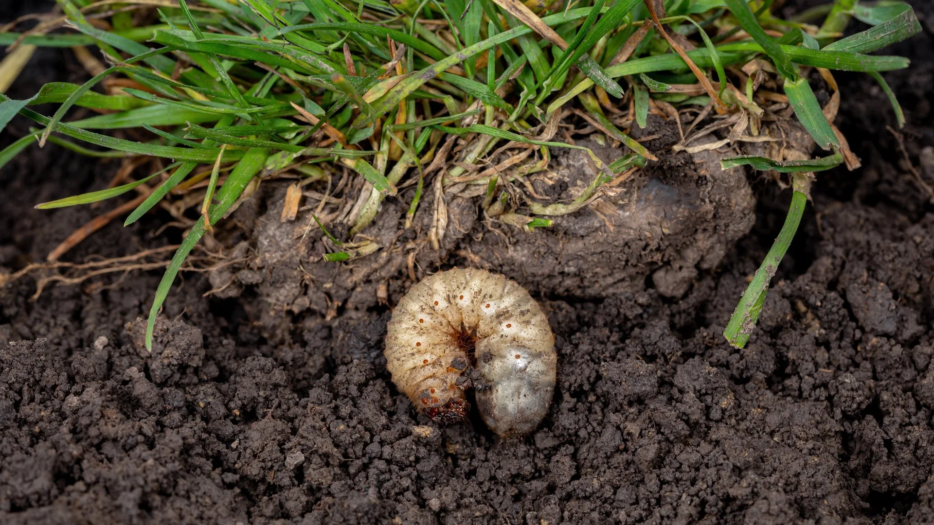 Don't Overlook Grubs - Prevent These Pests to Avoid Damage to Your Lawn