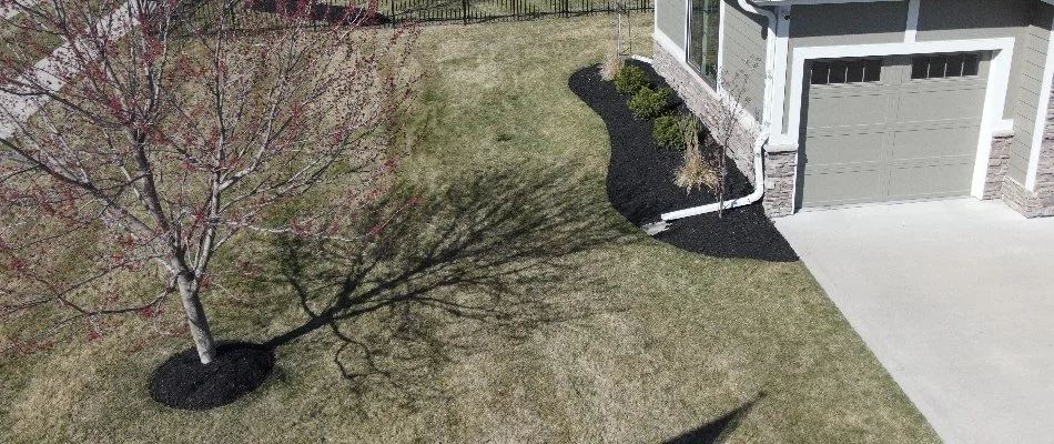 Brown lawn in Waukee, IA, with tree and mulched landscape bed.