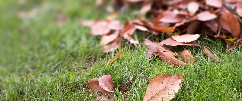 Brown leaves on grass in Waukee, IA.