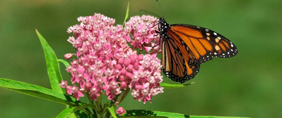 Butterfly on a milkweed flower in Waukee, IA.