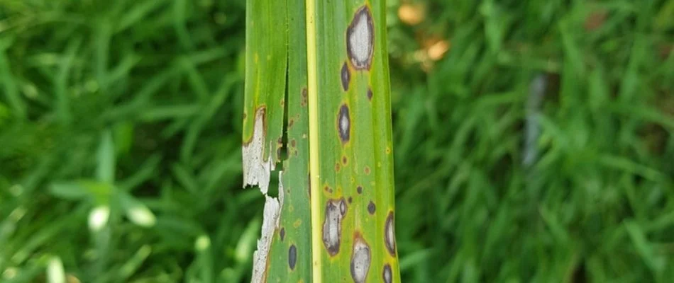 Close up of leaf spot on a grass blade in Waukee, IA.