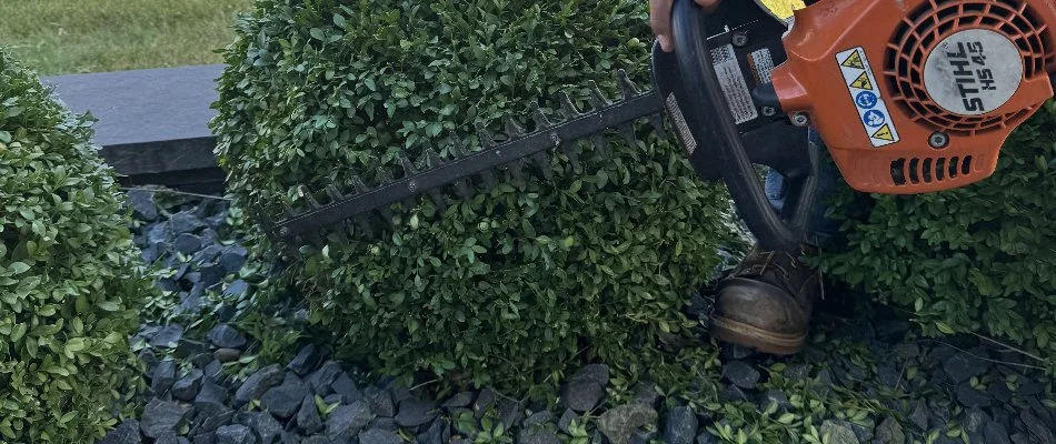 Closeup of a small shrub being shaped in Waukee, IA.