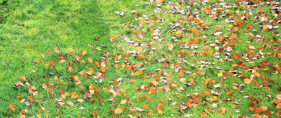 Dry leaves on a lawn in Waukee, IA.