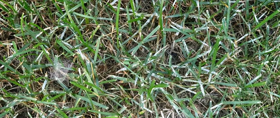 Grass blades in Waukee, IA, with powdery mildew.
