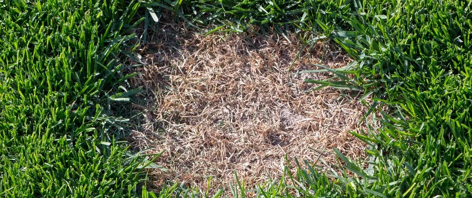 Dollar spot on grass in Waukee, IA.