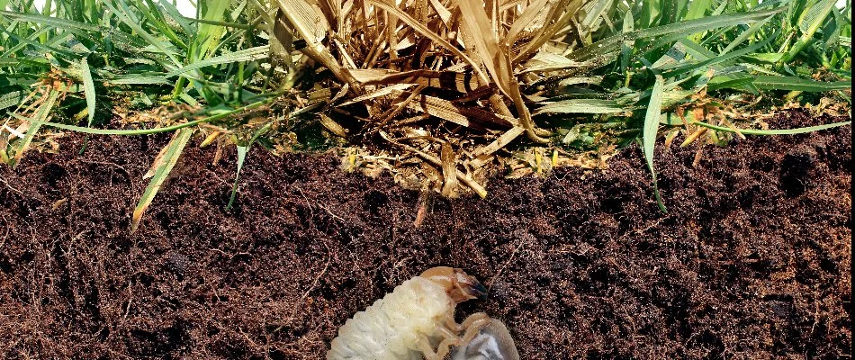 A white grub in the soil that's feeding on the roots of grass in Waukee, IA.