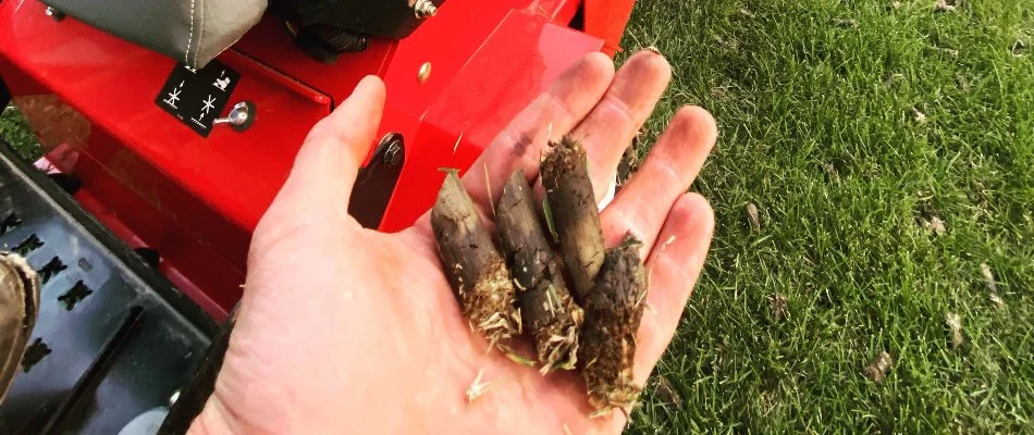 Hand with aeration soil plugs in Panora, IA.