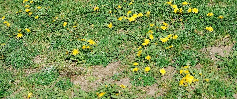 Lawn in Waukee, IA, with dandelion weeds.