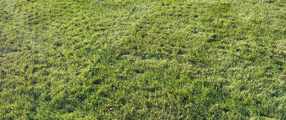 Lawn in Waukee, IA, with holes after aeration.