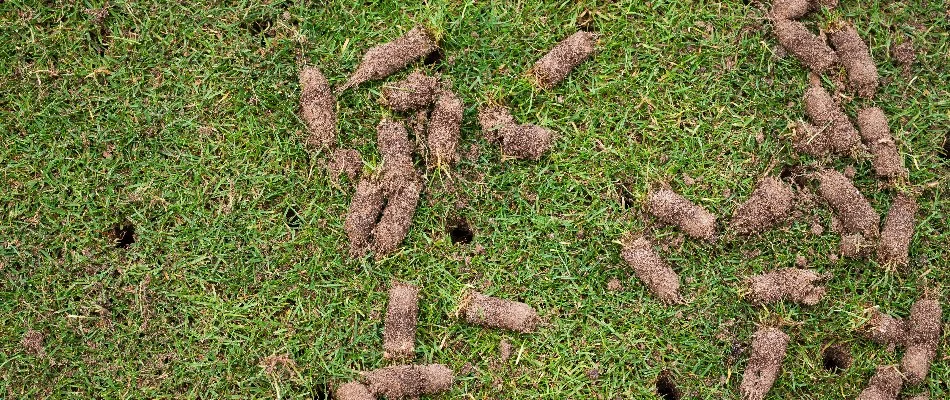 Lawn in Waukee, IA, with holes and plugs of soil.