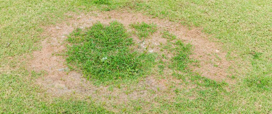 Necrotic ring spot disease in Waukee, IA.