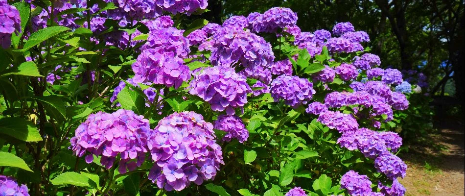 Purple hydrangeas in Waukee, IA.