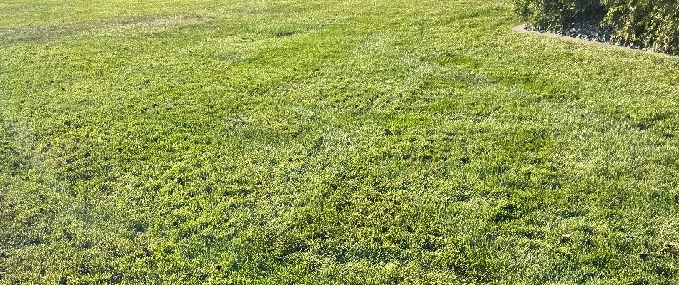 Recently aerated lawn with holes in Waukee, IA.