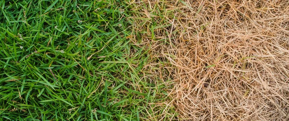 Scorched grass next to green grass in Waukee, IA.