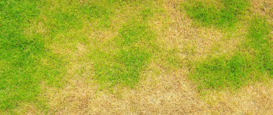 Summer patch disease on a lawn in Waukee, IA.