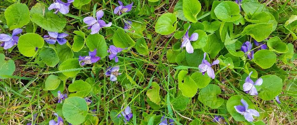 Wild violet weeds on a lawn in Waukee, IA.