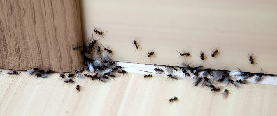 Ants along a door in Waukee, IA.