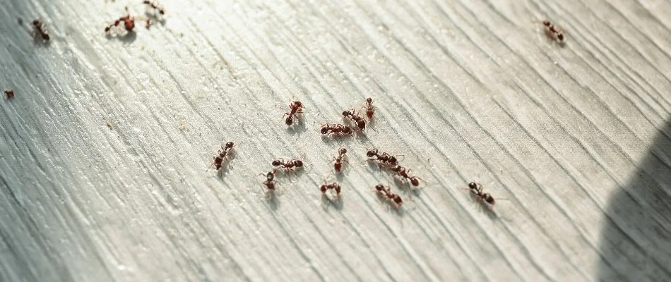 Ants on an interior floor in Waukee, IA.