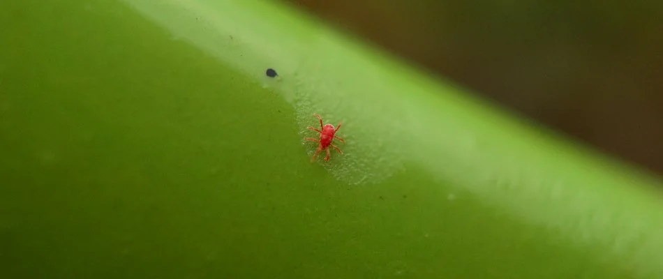 Chigger in Waukee, IA, on a plant stem.