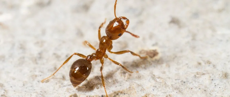 Close up of a fire ant in Waukee, IA.