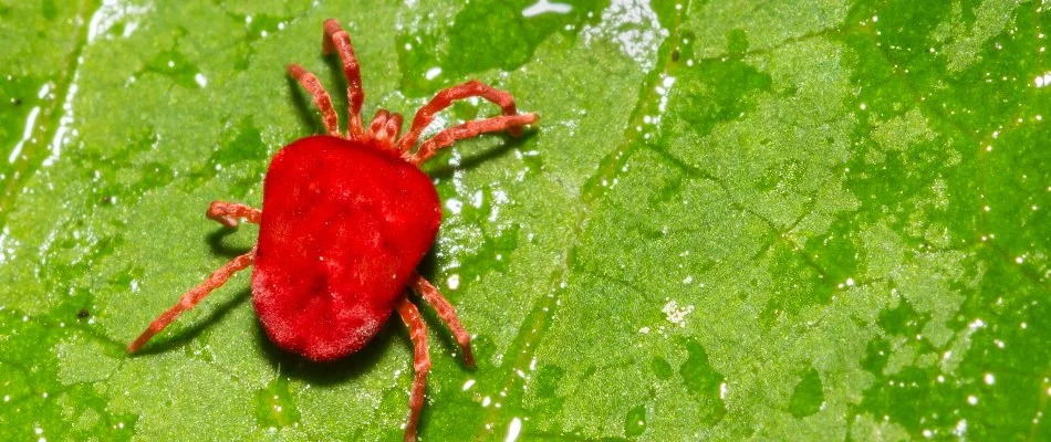 Close up of a chigger on a leaf in Waukee, IA.