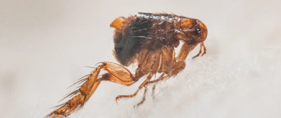 Closeup of a flea on white fur in Waukee, IA.