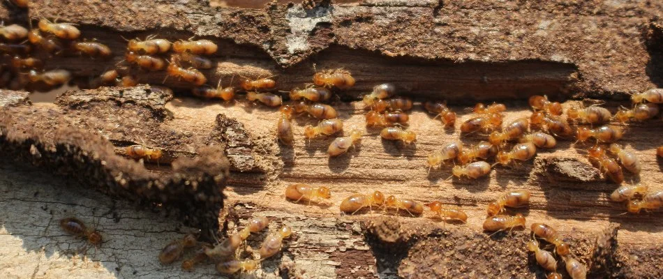Damaged wood with termites in Waukee, IA.