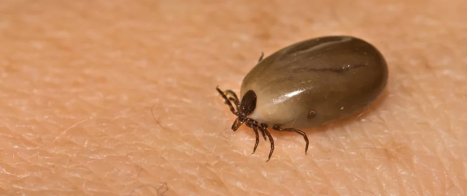 Engorged tick in Waukee, IA, on skin.