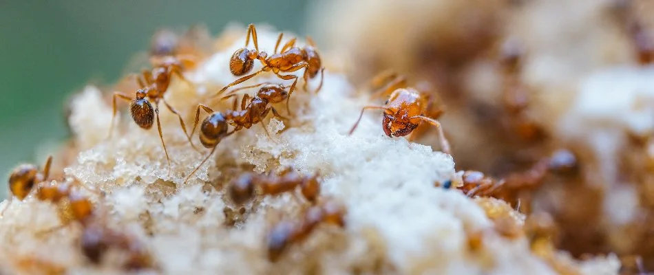 Fire ants with their queen ant in Waukee, IA.