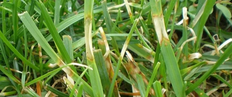 Grass blades in Waukee, IA, with leaf spot disease.