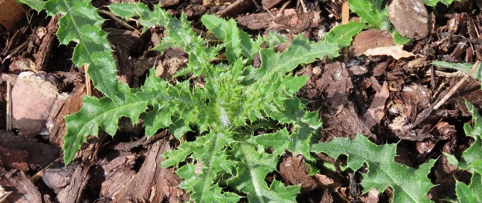 Green weed in a mulched bed in Waukee, IA.