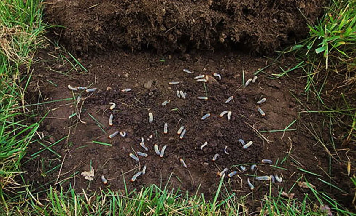 Lawn with soil plugs scattered across the grass after aeration.