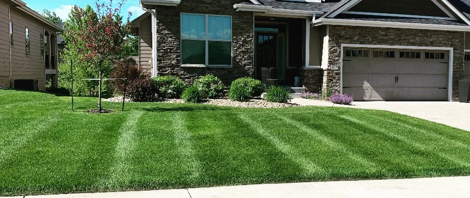 Healthy lush lawn in Avon, IA, with mowing pattern.