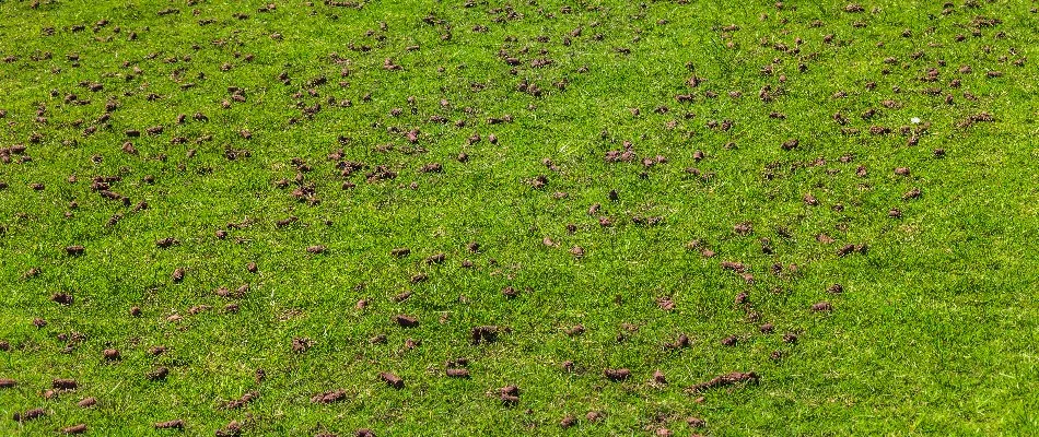 Lawn in Waukee, IA, covered in soil cores after aeration.