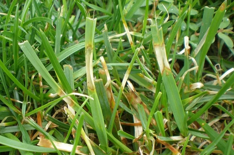 Grubs visible in a section of dug-up soil.