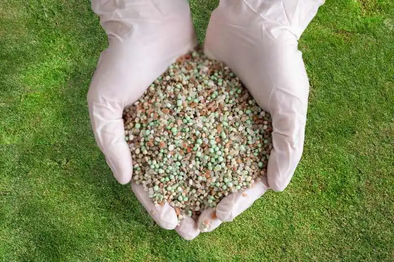 Hands holding lawn fertilizer on green grass.