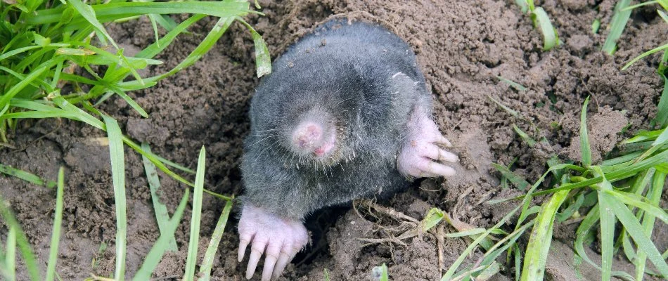 Mole in Waukee, IA, emerging from underground.