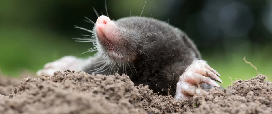 Mole in the ground in Waukee, IA.
