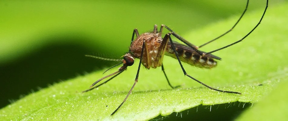 Mosquito on a green leaf in Waukee, IA.