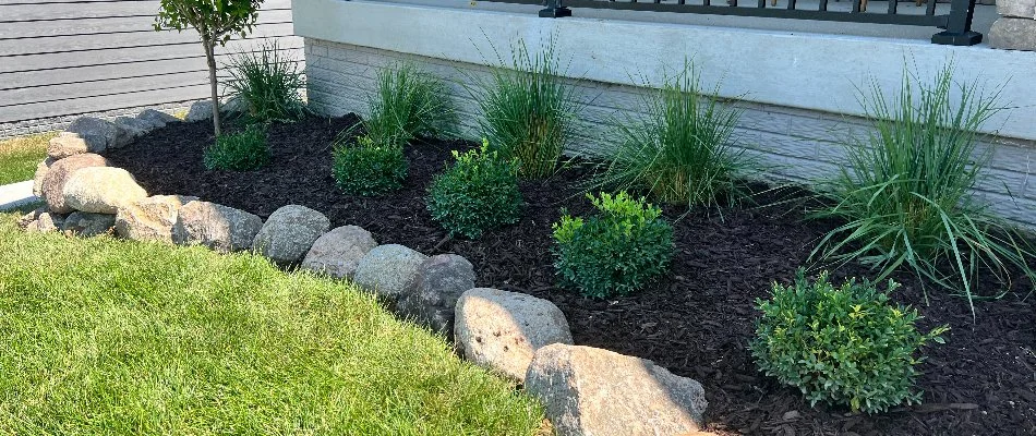 A residential landscape bed in Waukee, IA, with dark mulch, one small tree, and shrubs.