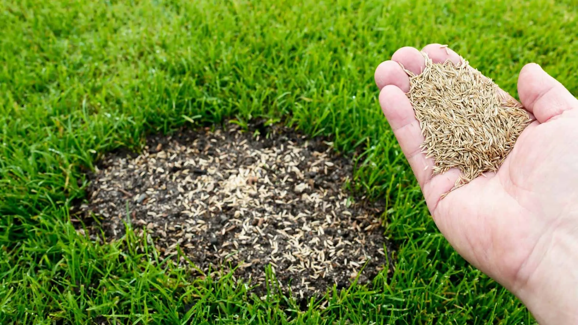Hand pouring grass seeds onto bare soil in a yard.