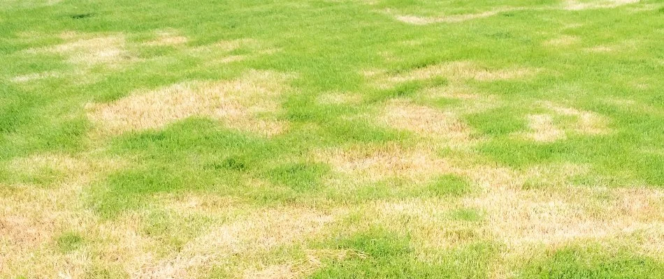 Lawn in Waukee, IA, with summer patch disease.