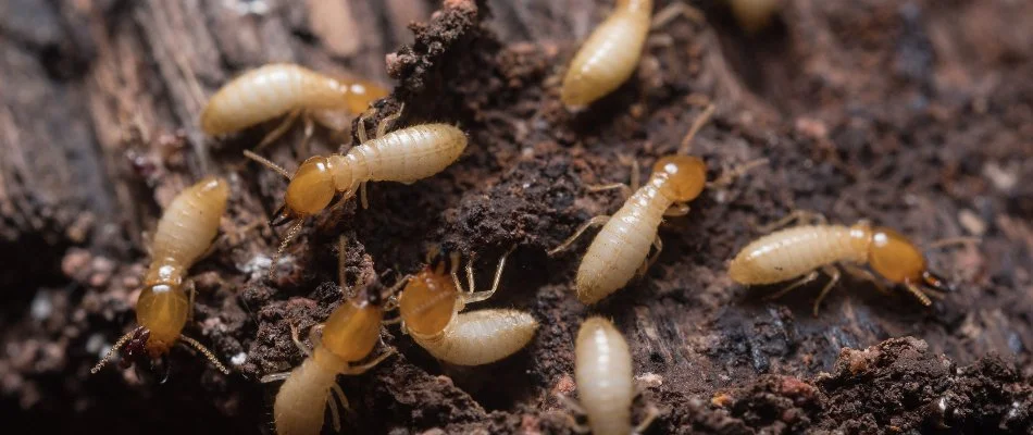 Termites on wood in Waukee, IA.